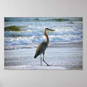 Poster Grand héron bleu sur la plage