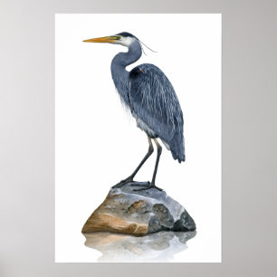 Poster Grand Héron bleu sur Rock