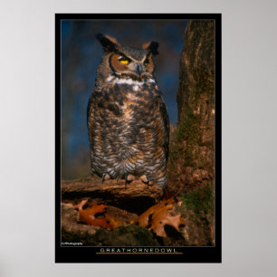 Poster Grand hibou à cornes