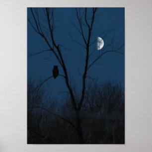 Poster Grand hibou à cornes à l'affiche ou à la copie de