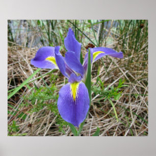 Poster Grand iris bleu de la Louisiane