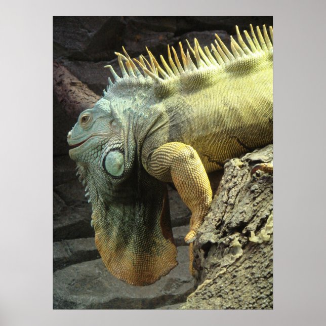 Poster Grand mâle Iguana sp. (Devant)