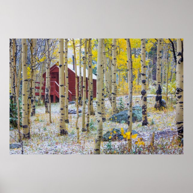 Poster Grand Mesa cabine solitaire dans une forêt (Devant)