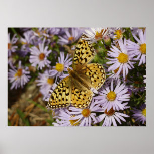 Poster Grand Nacré sur des Fleurs d'Aster au Grand Teton