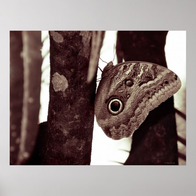Poster grand oeil (Devant)