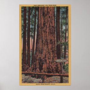 Poster Grand parc d'état d'arbres, CA - arbre de briseur