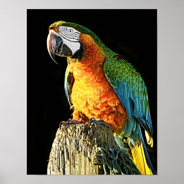 Poster Grand perroquet orange et Turquoise sur une souche (Devant)