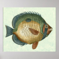 Grand Poisson Coloré