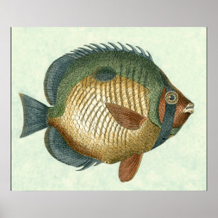 Poster Grand Poisson Coloré