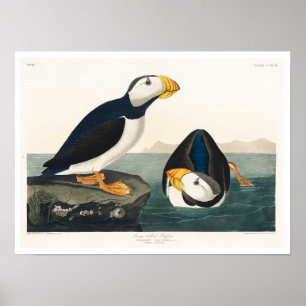 Poster Grand Puffin facturé par Audubon