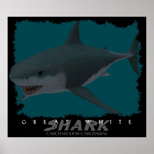 Poster Grand requin blanc (Devant)
