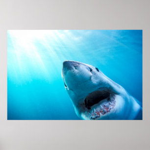 Poster Grand requin blanc   Afrique du Sud