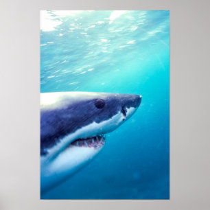 Poster Grand requin blanc   Afrique du Sud