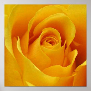Poster Grand rose jaune