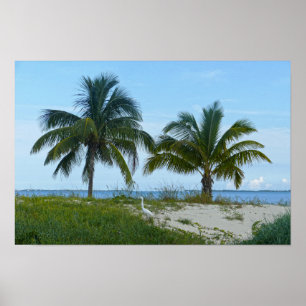 Poster Grande Aigrette, Treasure Cay, Great Abaco Island