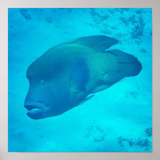 Poster Grande barrière de corail Napoleon Wrasse Fish (Devant)