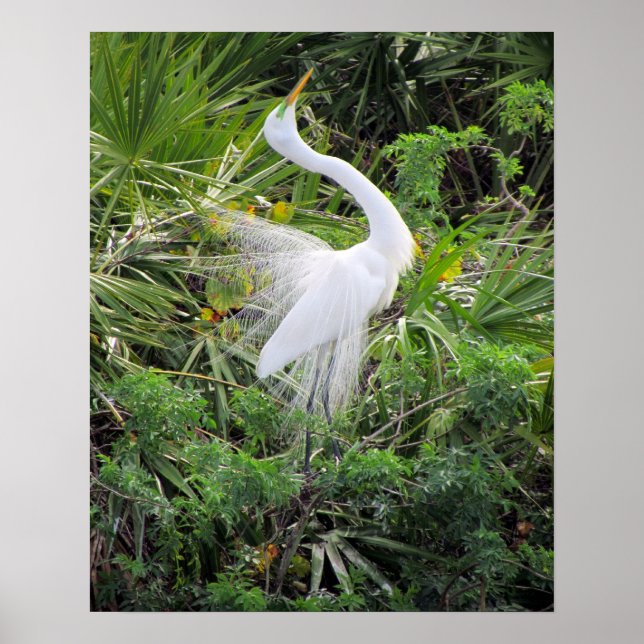 Poster Grande Danse d'accouplement d'aigrette blanche (Devant)