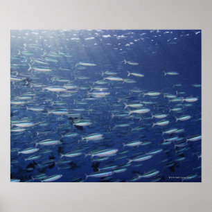 Poster Grande école des fusiliers de bluestreak