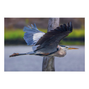 Poster Grande Héron Bleu en Vol Photographie Faune Oiseau