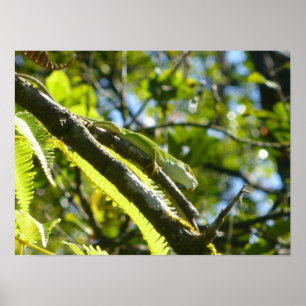POSTER GRANDE ÎLE GECKO