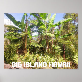 POSTER GRANDE ÎLE HAWAII BANANES ARBRES