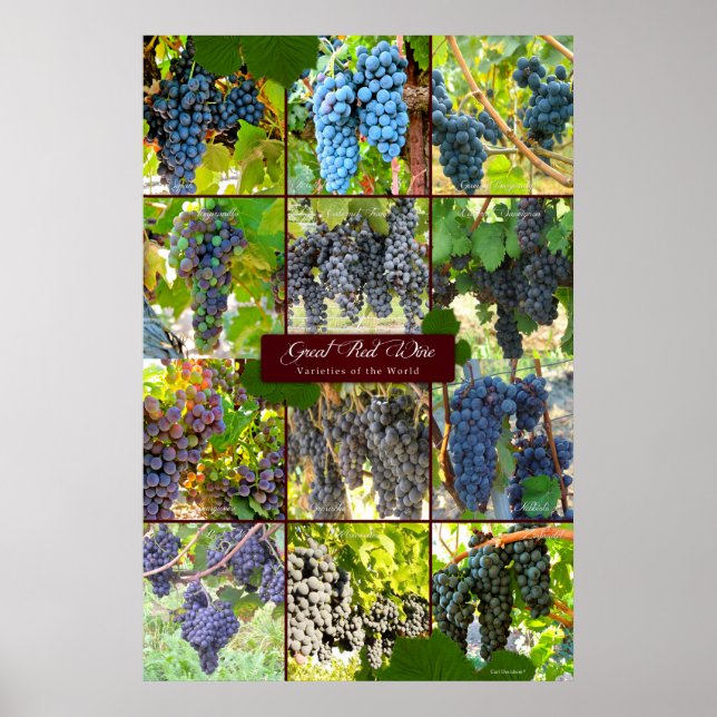 Poster Grande variété de raisins rouges du monde (Devant)