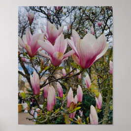 Poster Grandes fleurs de magnolia roses. Fleur de printem