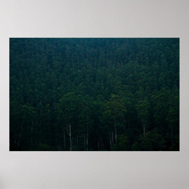 POSTER GRANDS ARBRES VERTS (Devant)