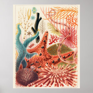 Poster Grands échinodermes de la barrière de corail