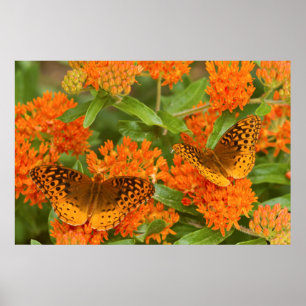 Poster Grands fritillaires à nacres sur Asclépiade tubére