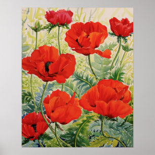 Poster Grands pavots rouges