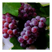 Grapevine Fruit Photographie