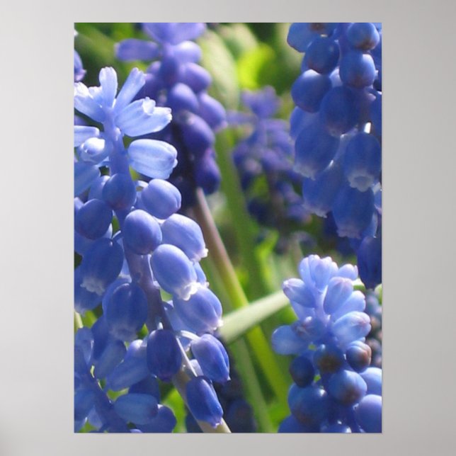 Poster - Graphe Hyacinth (Devant)