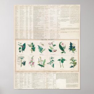 Poster Graphique botanique vintage