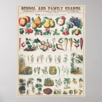 Graphique botanique vintage