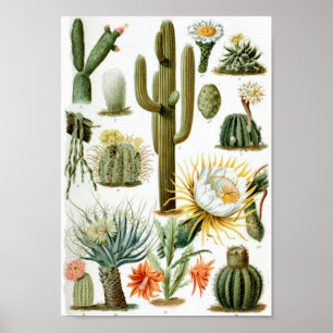 Poster Graphique Cactus vintage