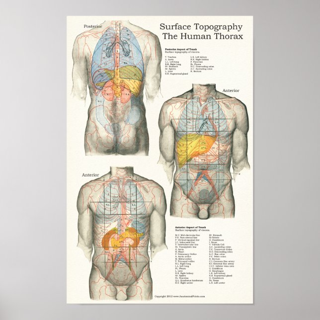 Poster Graphique d'anatomie de la topographie humaine (Devant)