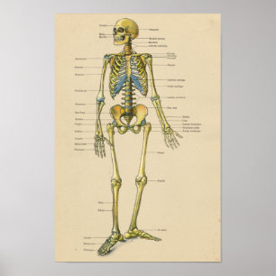 Poster Graphique d'anatomie de squelette humain vintage