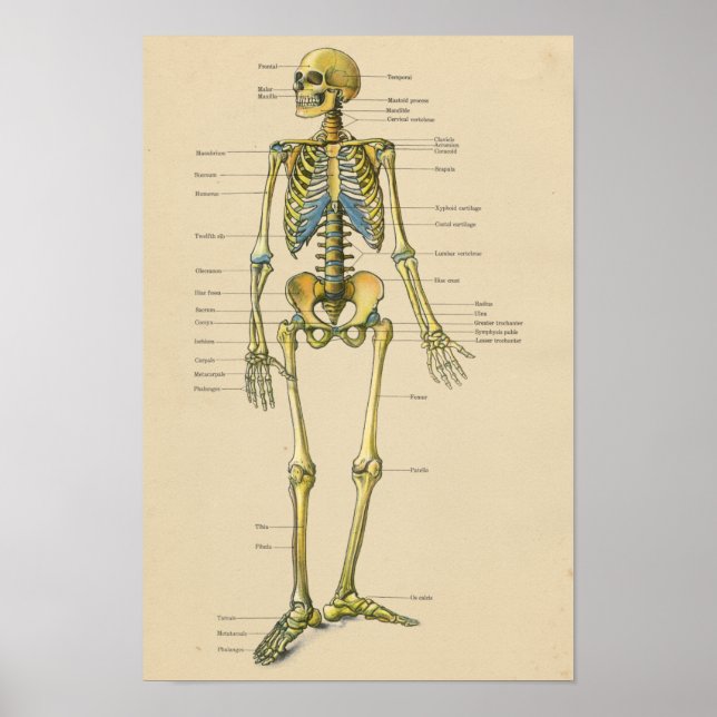 Poster Graphique d'anatomie de squelette humain vintage (Devant)