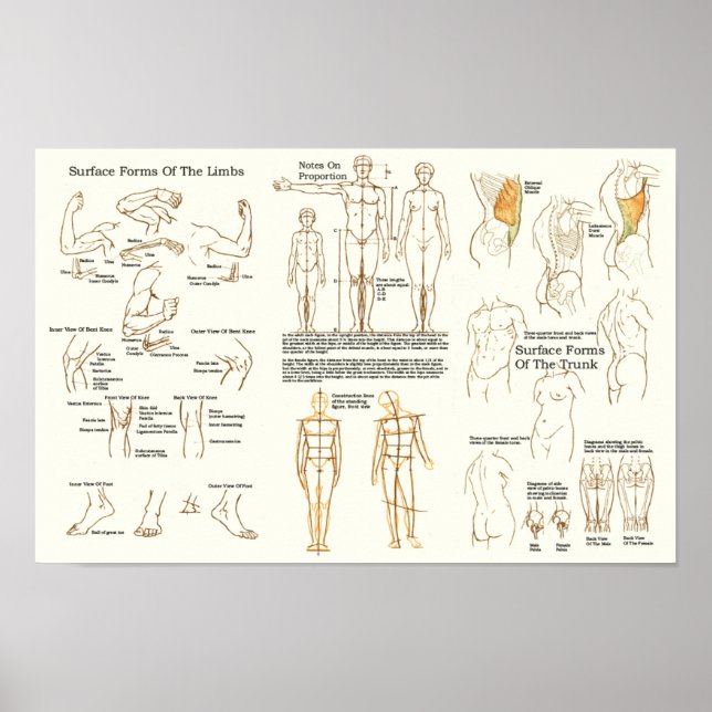 Poster Graphique d'anatomie de surface humaine pour les a (Devant)
