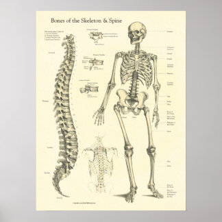 Poster Graphique d'anatomie des os de la colonne vertébra