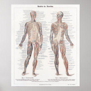 Poster Graphique d'anatomie humaine en allemand vintage