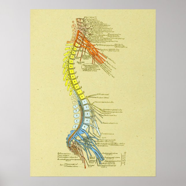 Poster Graphique d'anatomie Médicale de la colonne cervic (Devant)