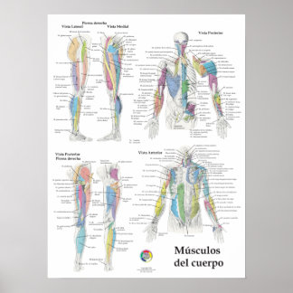 Poster Graphique d'anatomie musculaire espagnole