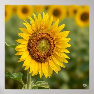 Poster Graphique de tournesol d'automne