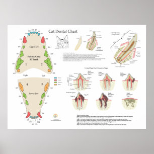 Poster Graphique dentaire vétérinaire pour chats