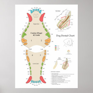 Poster Graphique dentaire vétérinaire pour chiens