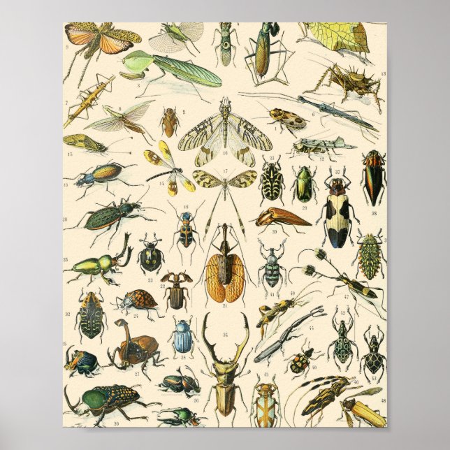 Poster Graphique des insectes et des bogues Entomologie V (Devant)