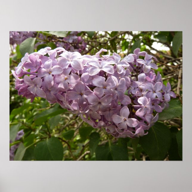 Poster Grappe de fleurs de Lilac Printemps Floral (Devant)