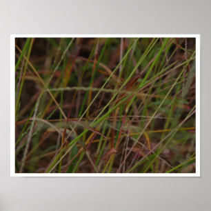 Poster Grasses